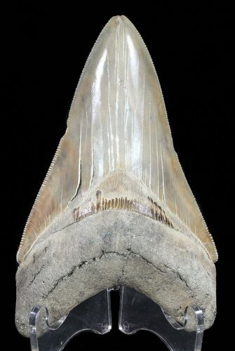 Serrated, Lower Megalodon Tooth #60482